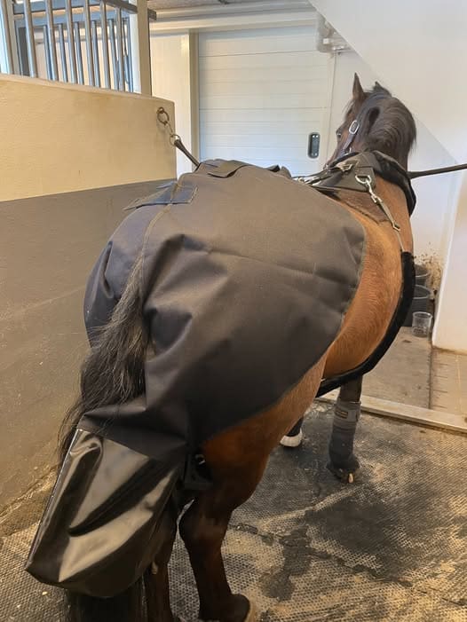 Hest med ble på